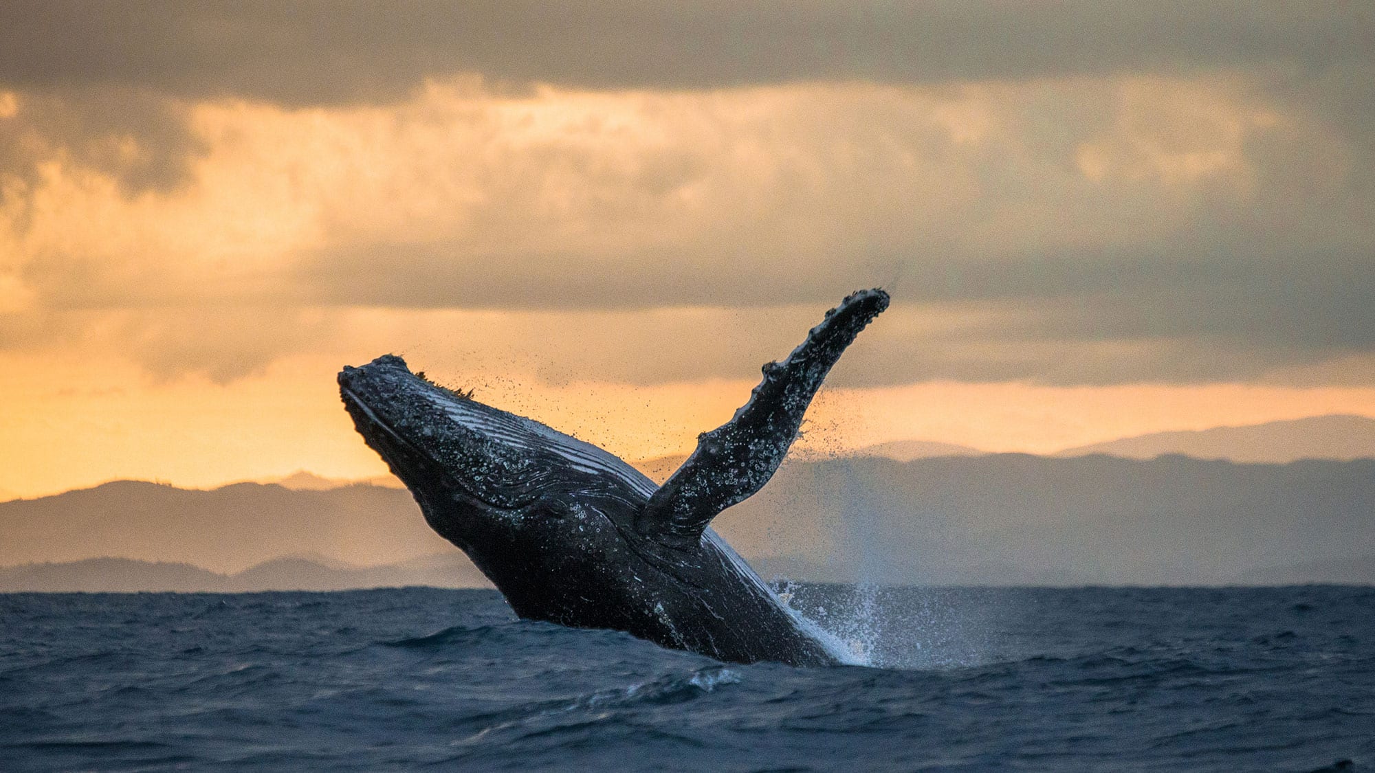 whale breaching