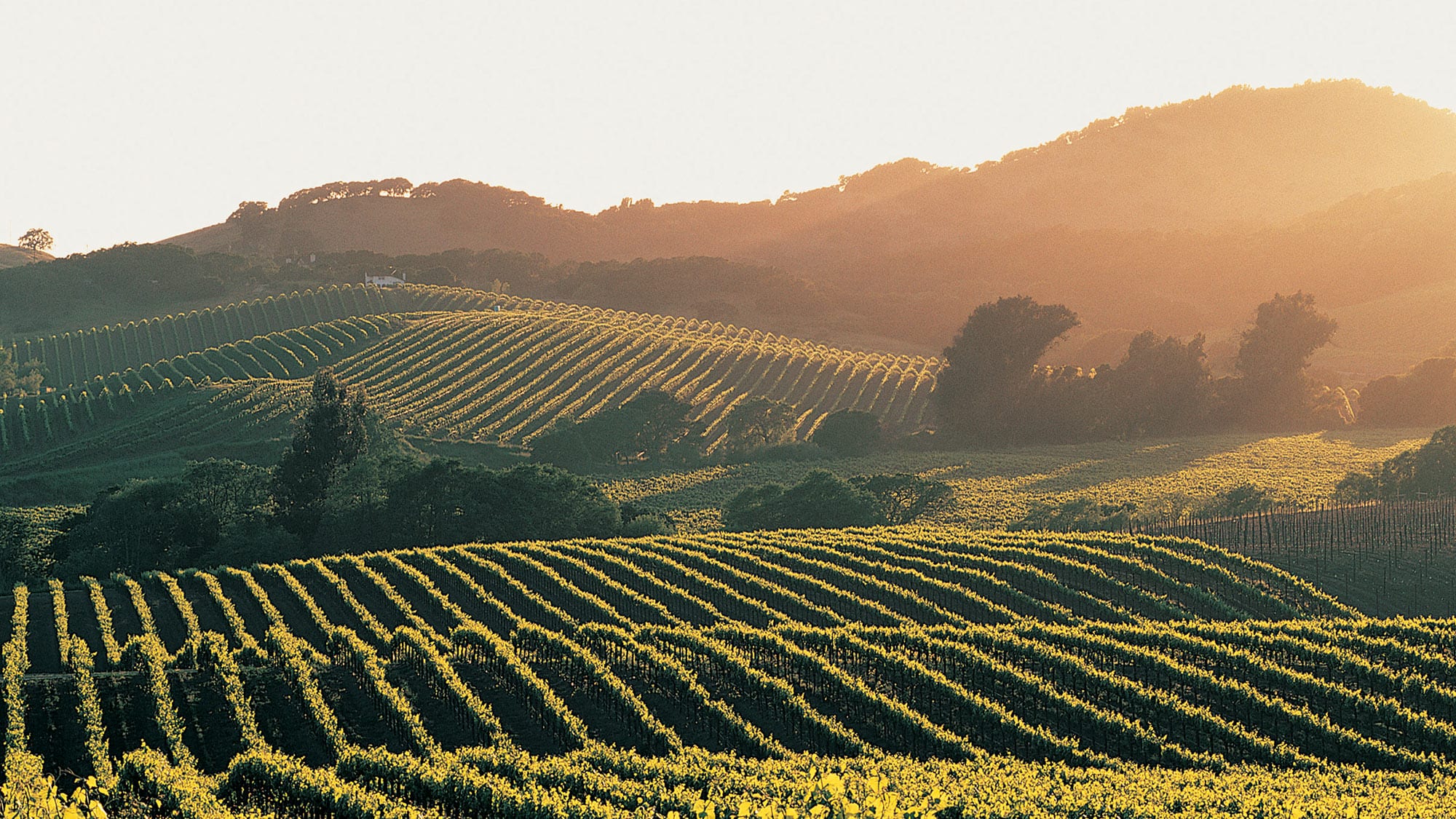 Vineyard