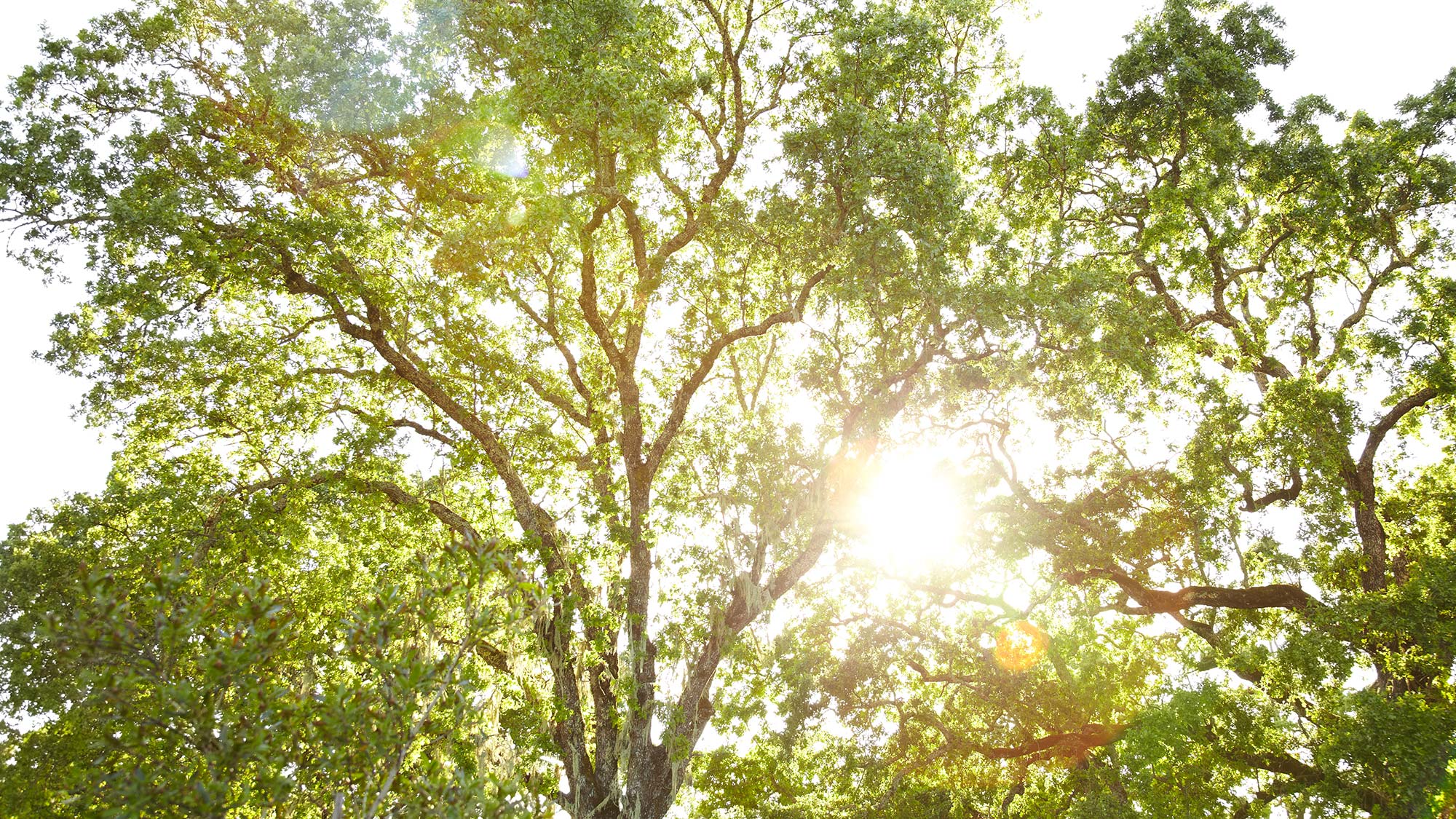 trees